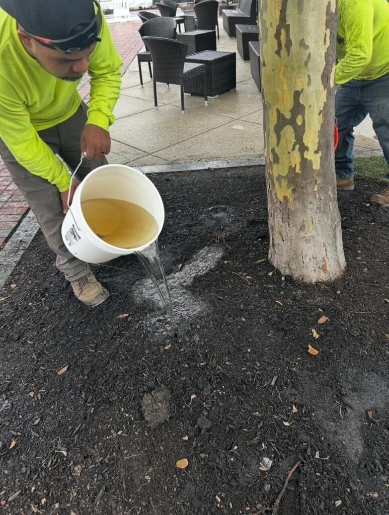 tree health service in the north shore of massachusetts