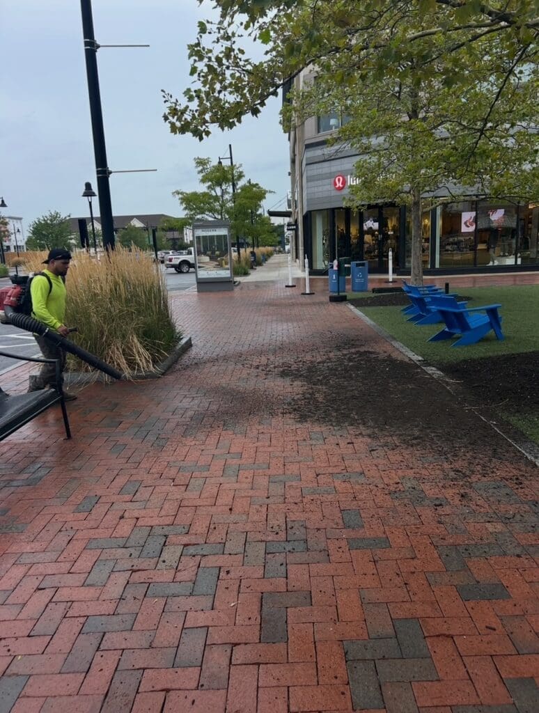 tree work clean up in New England