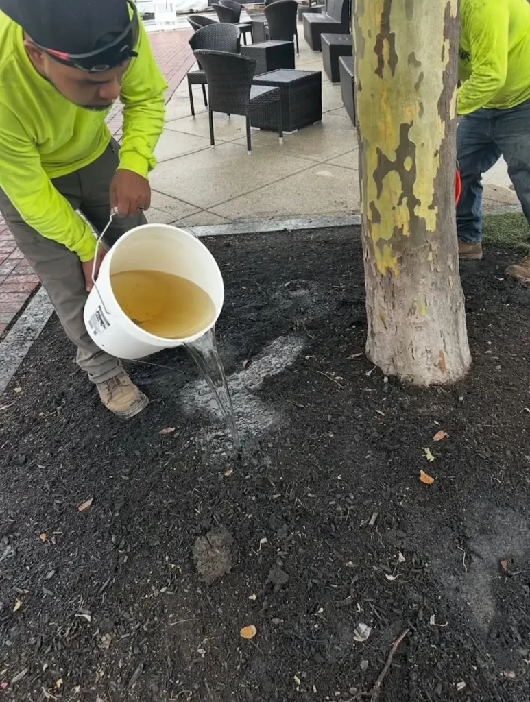 landscaping and tree service doing tree work in Lynnfield, MA